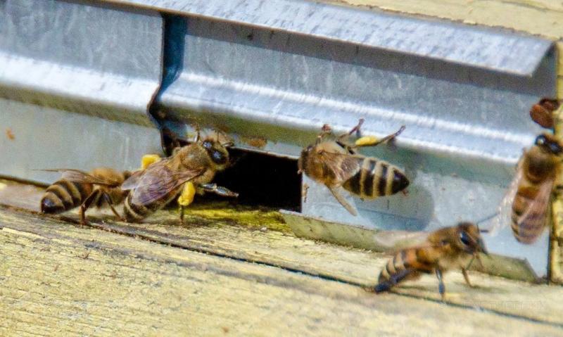 «Мы стараемся продавать мёд айтишникам оптом» - Основатель Beesharing
