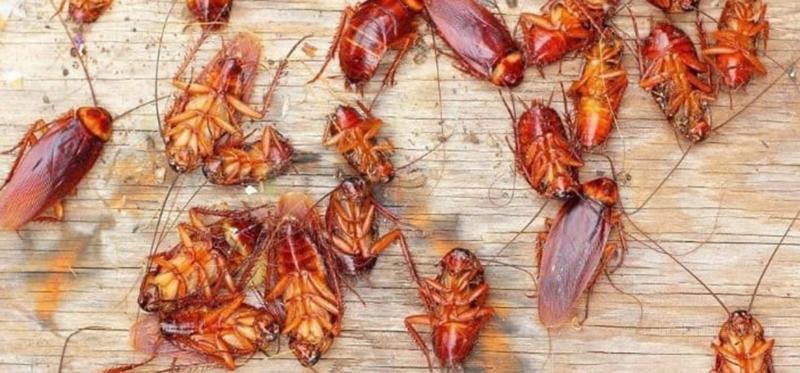 Профессиональная борьба с насекомыми и грызунами: взгляд изнутри